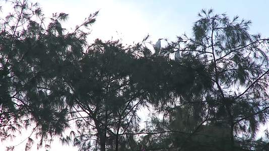 J广西东兴红树林候鸟实拍视频1视频的预览图