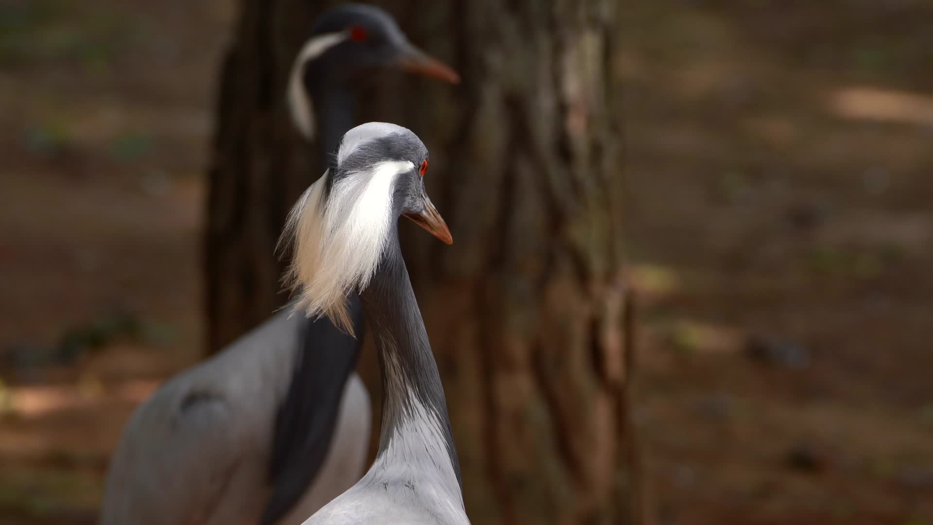 动物园孔雀特写镜头4K视频的预览图