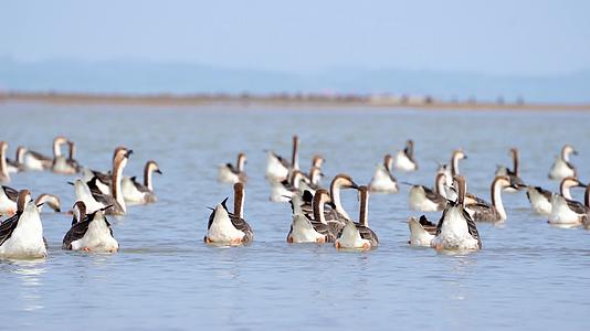 湖边成群的鸭子在戏水4K视频的预览图