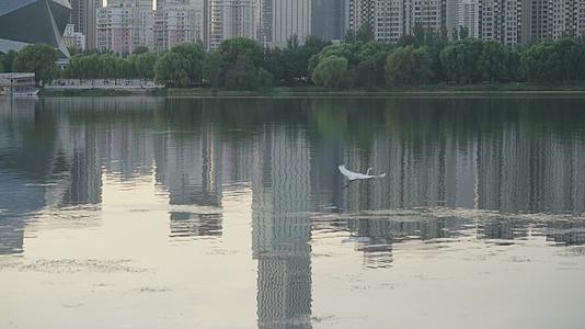 浑河上飞翔的白色的鸟视频的预览图