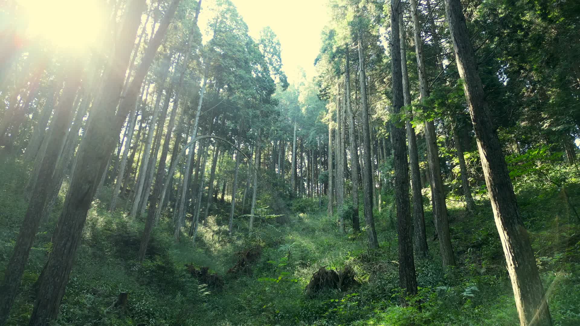 森林阳光树林光照自然风景4K60视频的预览图