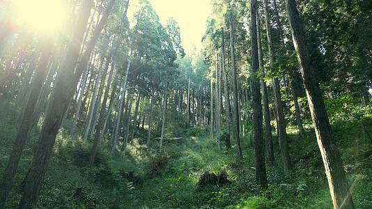 森林阳光树林光照自然风景4K60视频的预览图