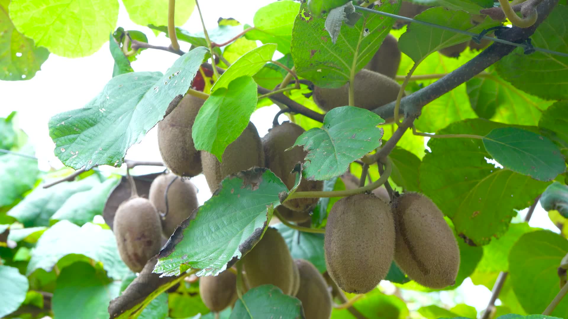 翠香猕猴桃种植基地视频的预览图