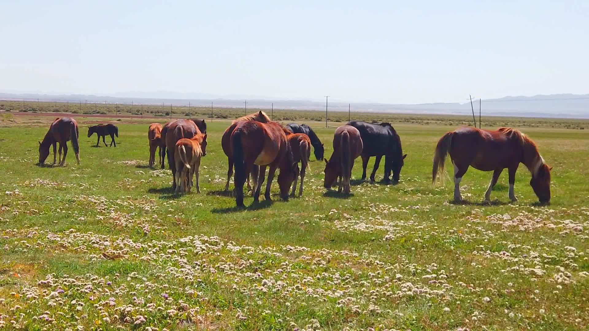 马慢动作牧马家畜草原慢镜头视频的预览图