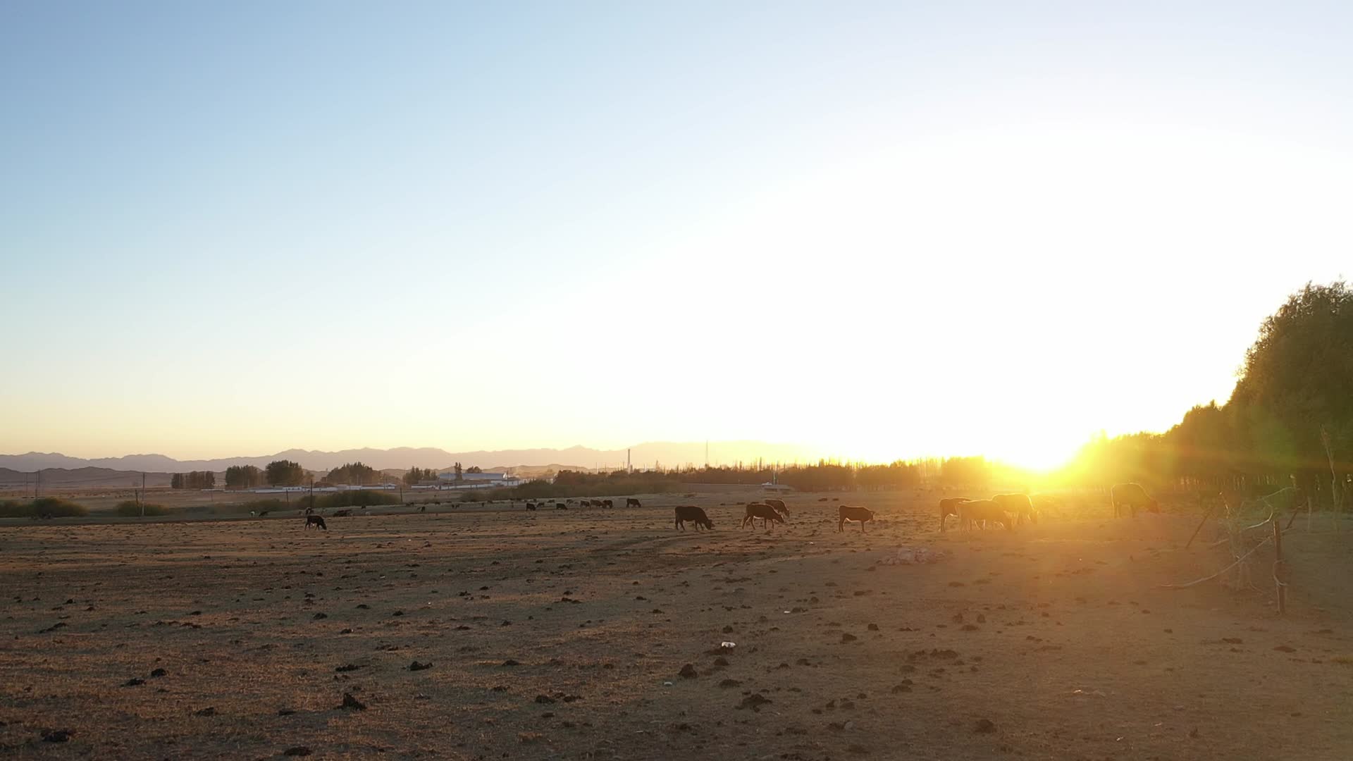 夕阳下的牧场视频的预览图