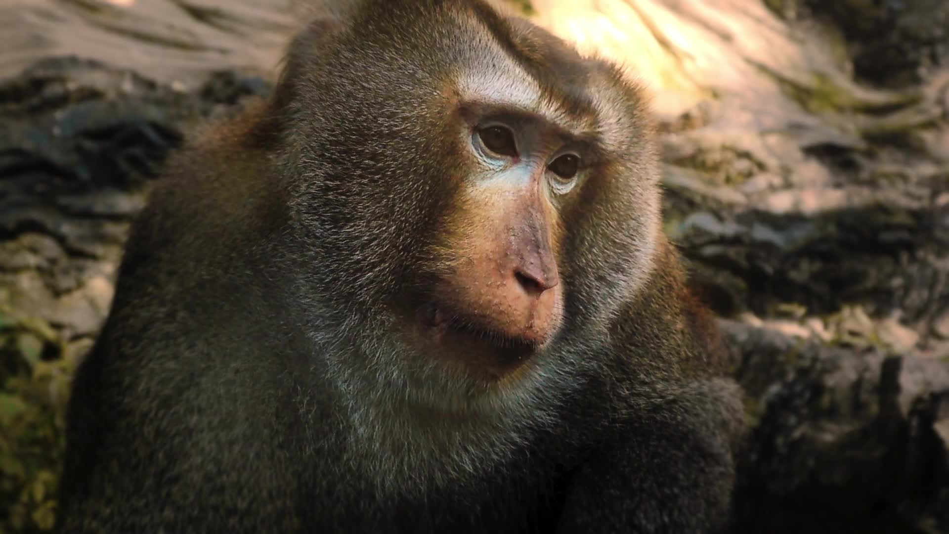 贵阳黔灵山猕猴视频的预览图