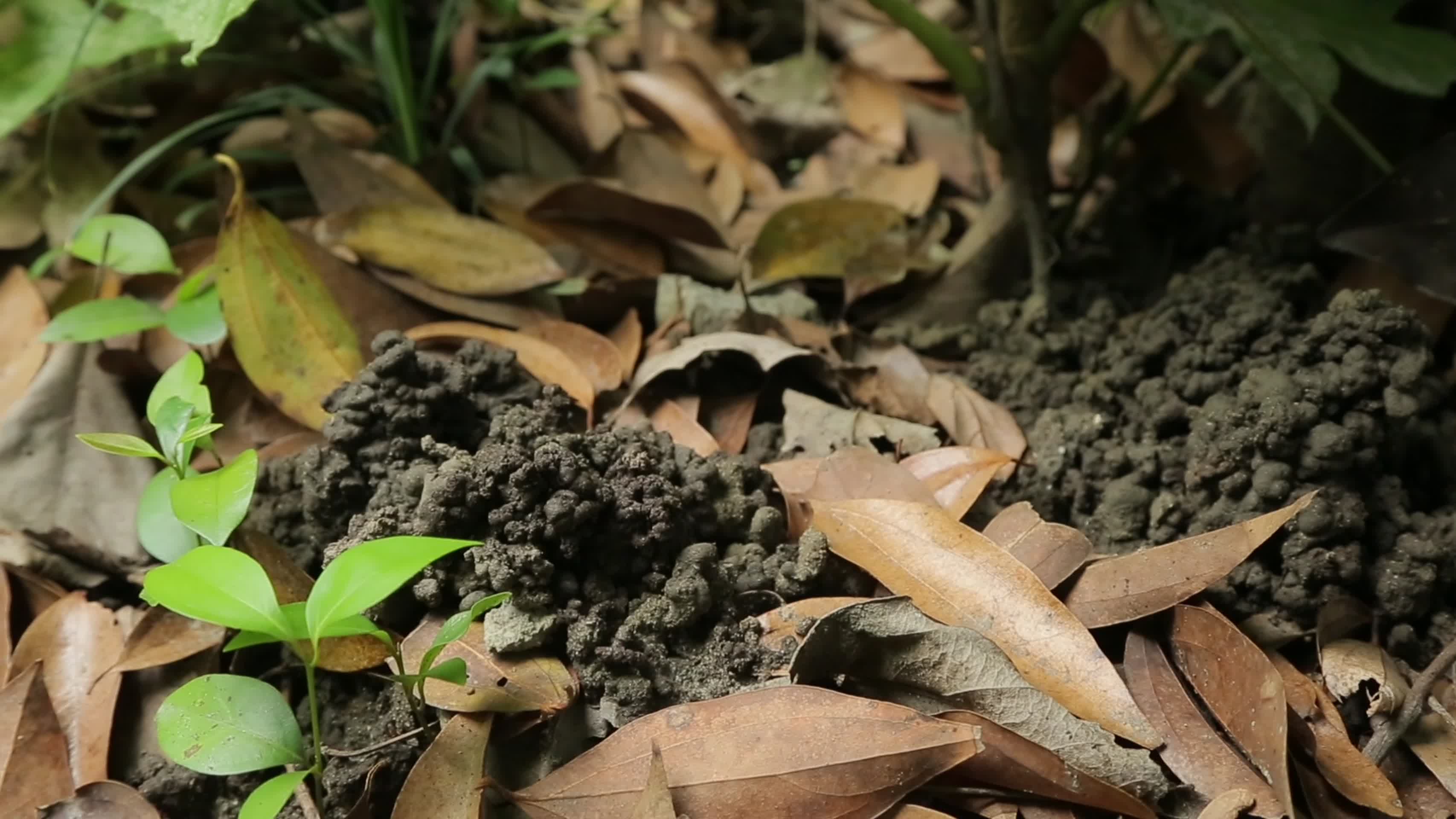 C树根泥土高清实拍视频视频的预览图