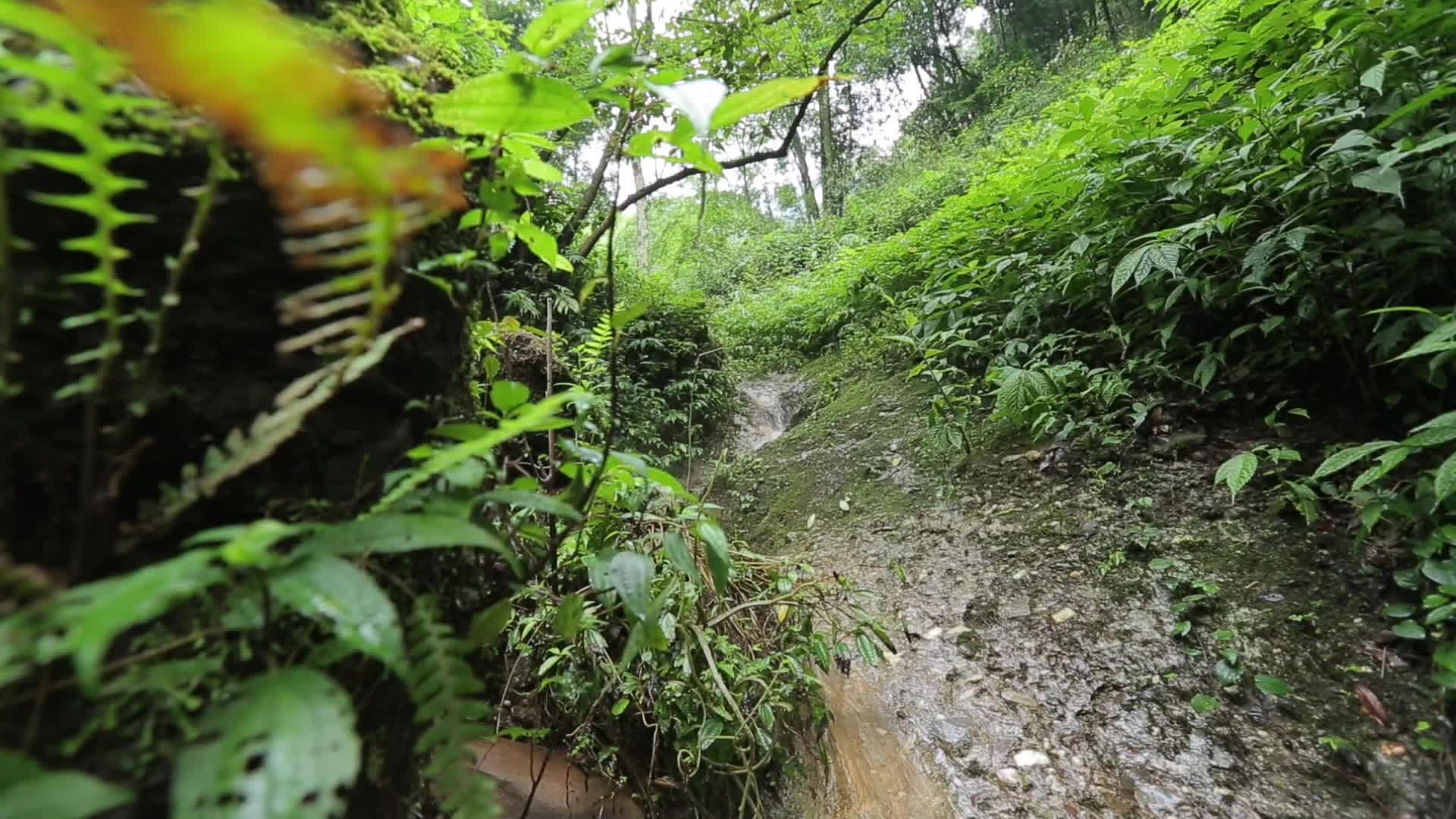 C四川成都青城山丛林高清实拍视频视频的预览图