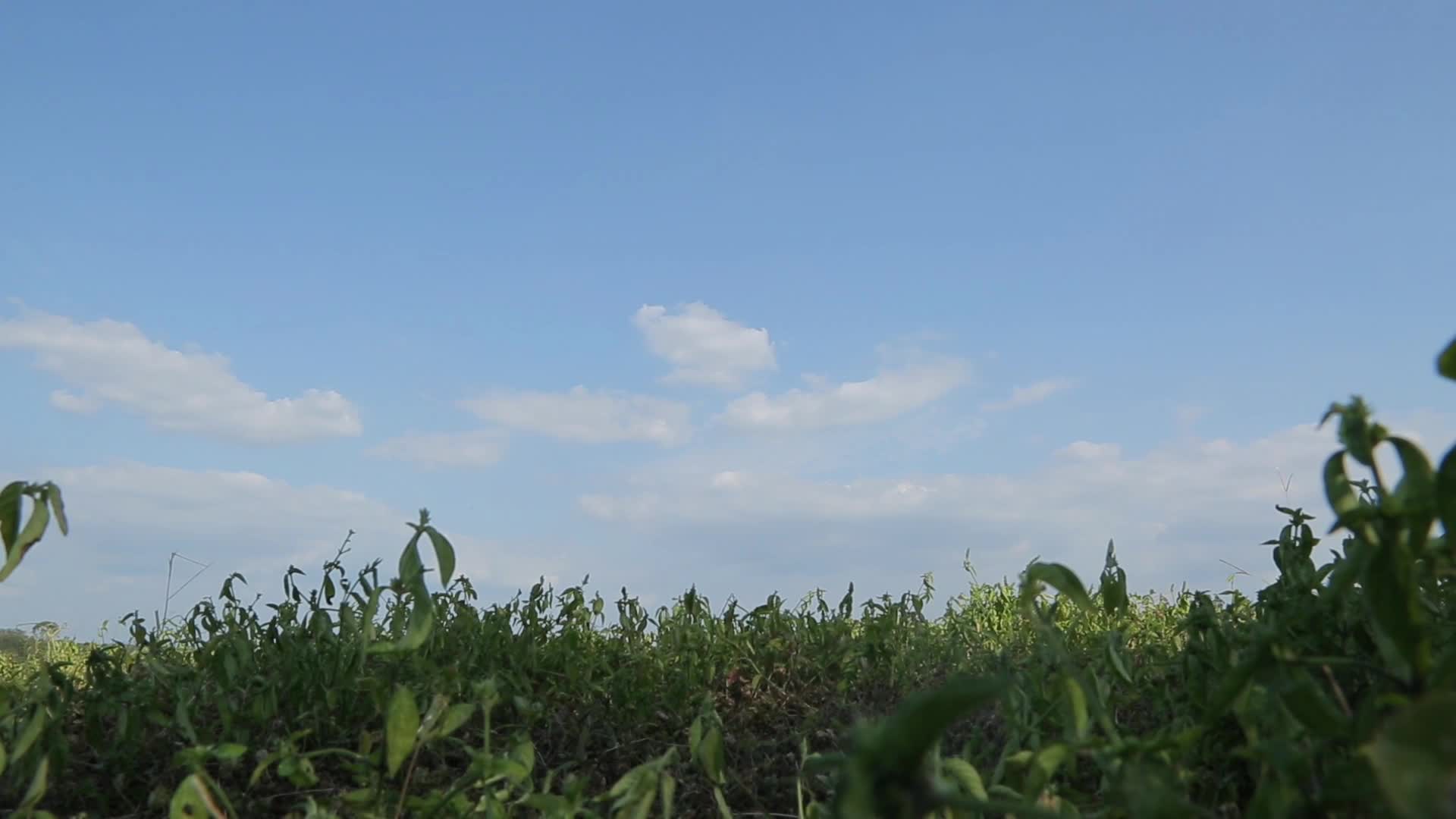 C四川成都湿地微风蓝天白云花朵高清实拍视频视频的预览图