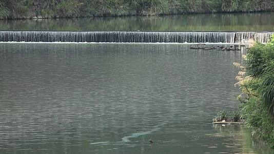 浙江温州泰顺县河流拦水坝视频的预览图