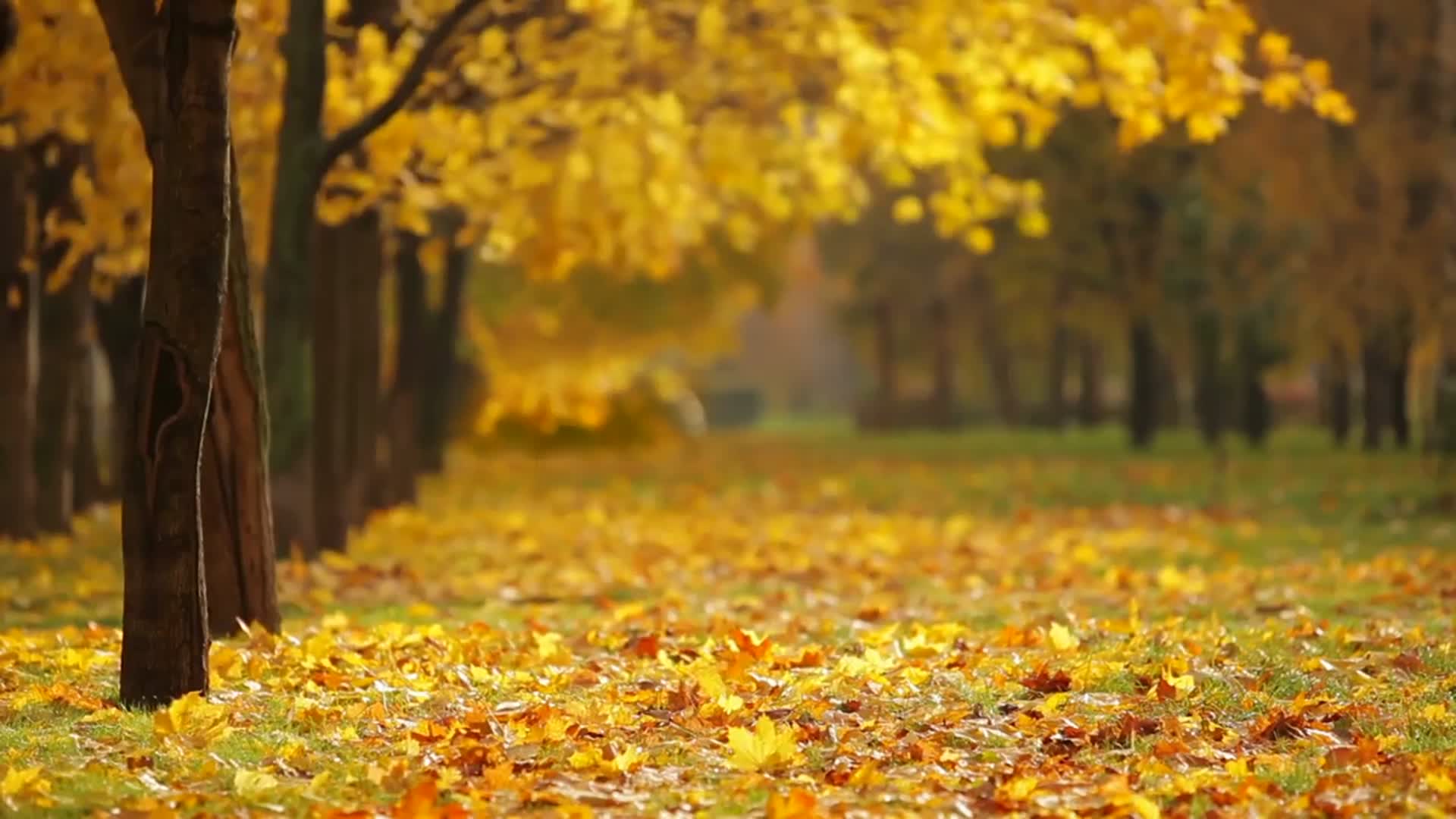 4K秋天季节落叶视频的预览图