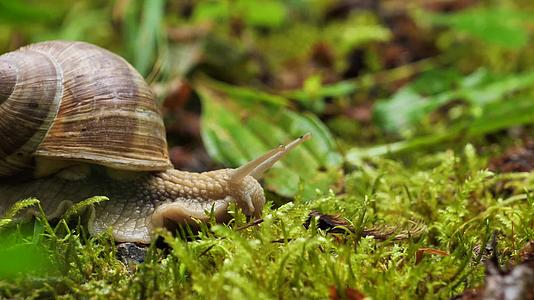 蜗牛爬行微观摄影视频的预览图