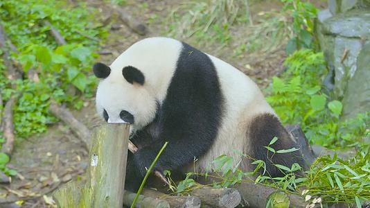 近距离看大熊猫坐在树上吃竹笋4K实拍视频的预览图
