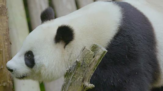 大熊猫在树林里探头探脑寻找竹笋4K实拍视频的预览图