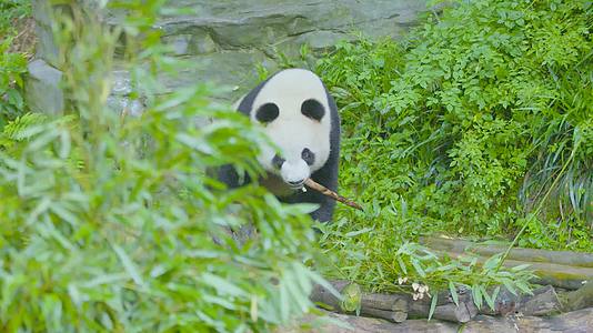 害羞的大熊猫躲在树后偷吃竹笋4K实拍视频的预览图