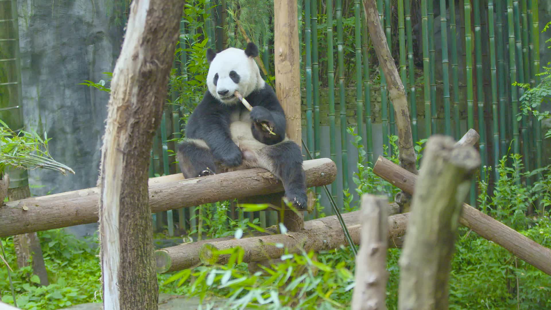 大熊猫在树上翘脚吃竹子4K实拍视频的预览图