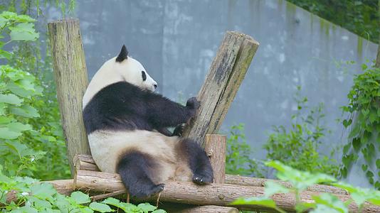 超萌大熊猫背靠树枝翘着脚丫享受着午后时光4K实拍视频的预览图