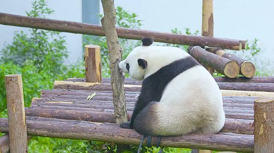 大熊猫肚子饿了舔树干4K实拍视频的预览图