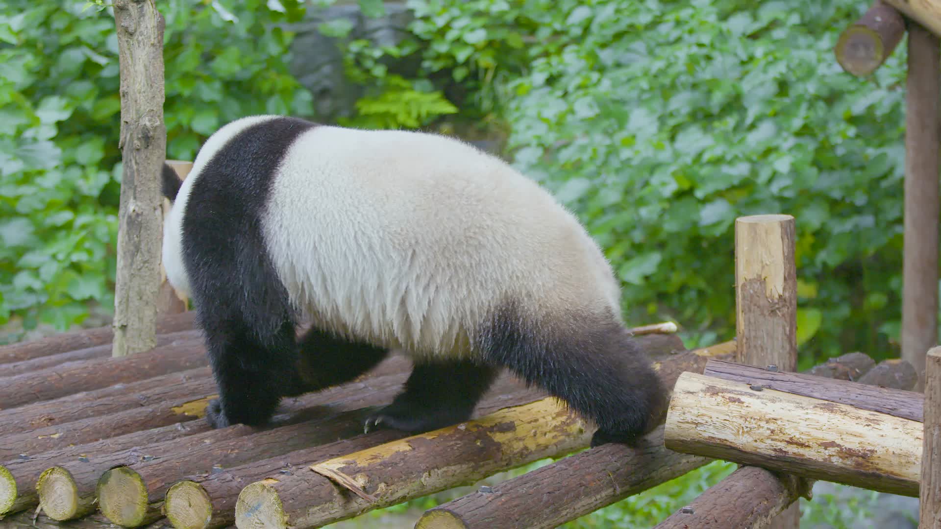 大熊猫散步内八严重4K升格实拍视频的预览图