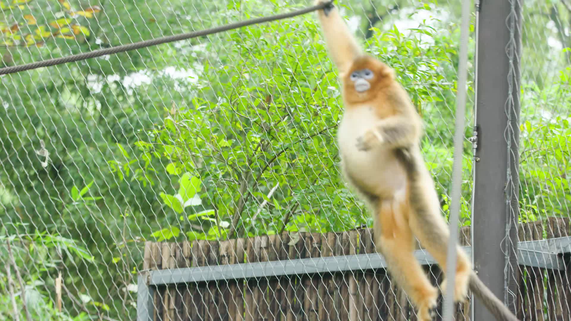 调皮金丝猴荡秋千攀爬4K实拍视频的预览图
