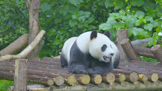 大熊猫龇牙咧嘴趴着打哈欠吐舌头4K实拍视频的预览图