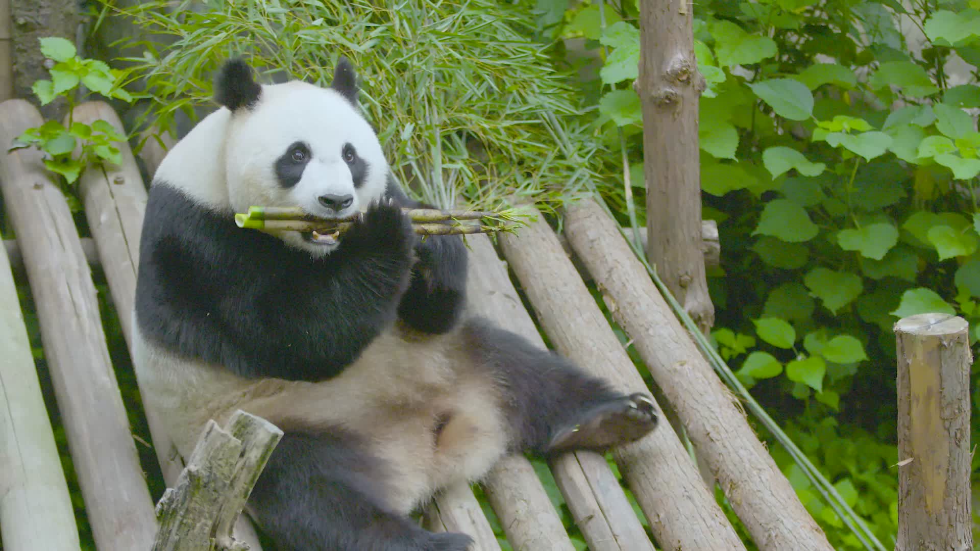 大熊猫躺着吃竹笋一手一根4K升格实拍视频的预览图
