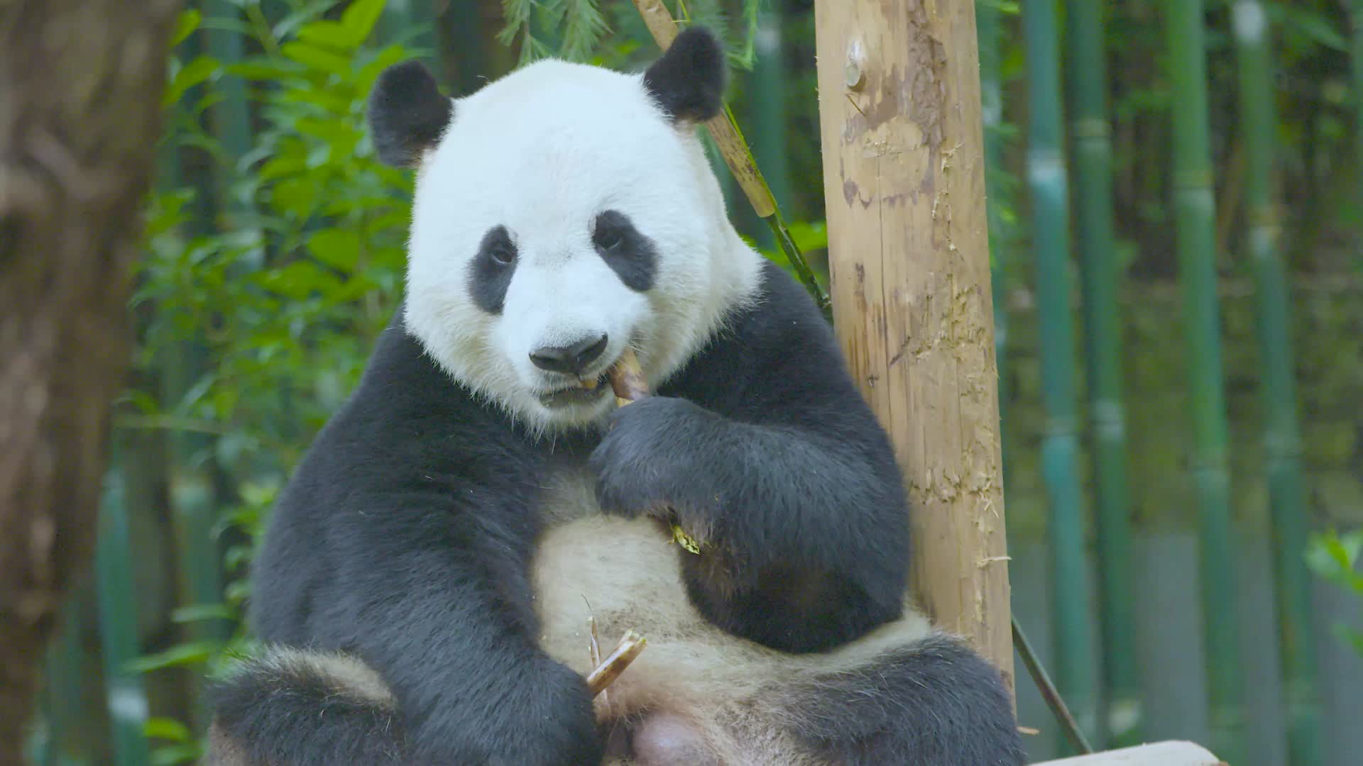 超萌大熊猫吧唧吧唧吃竹笋4K实拍视频的预览图