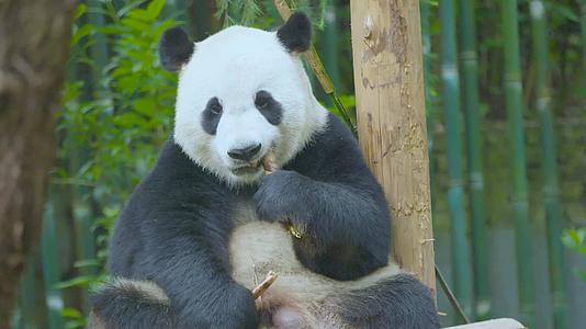 超萌大熊猫吧唧吧唧吃竹笋4K实拍视频的预览图