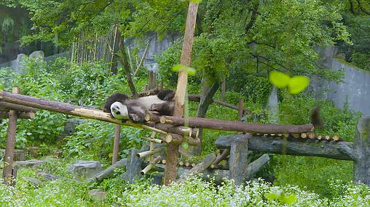 大熊猫卖萌悠闲地躺在树上嬉戏4K实拍视频的预览图