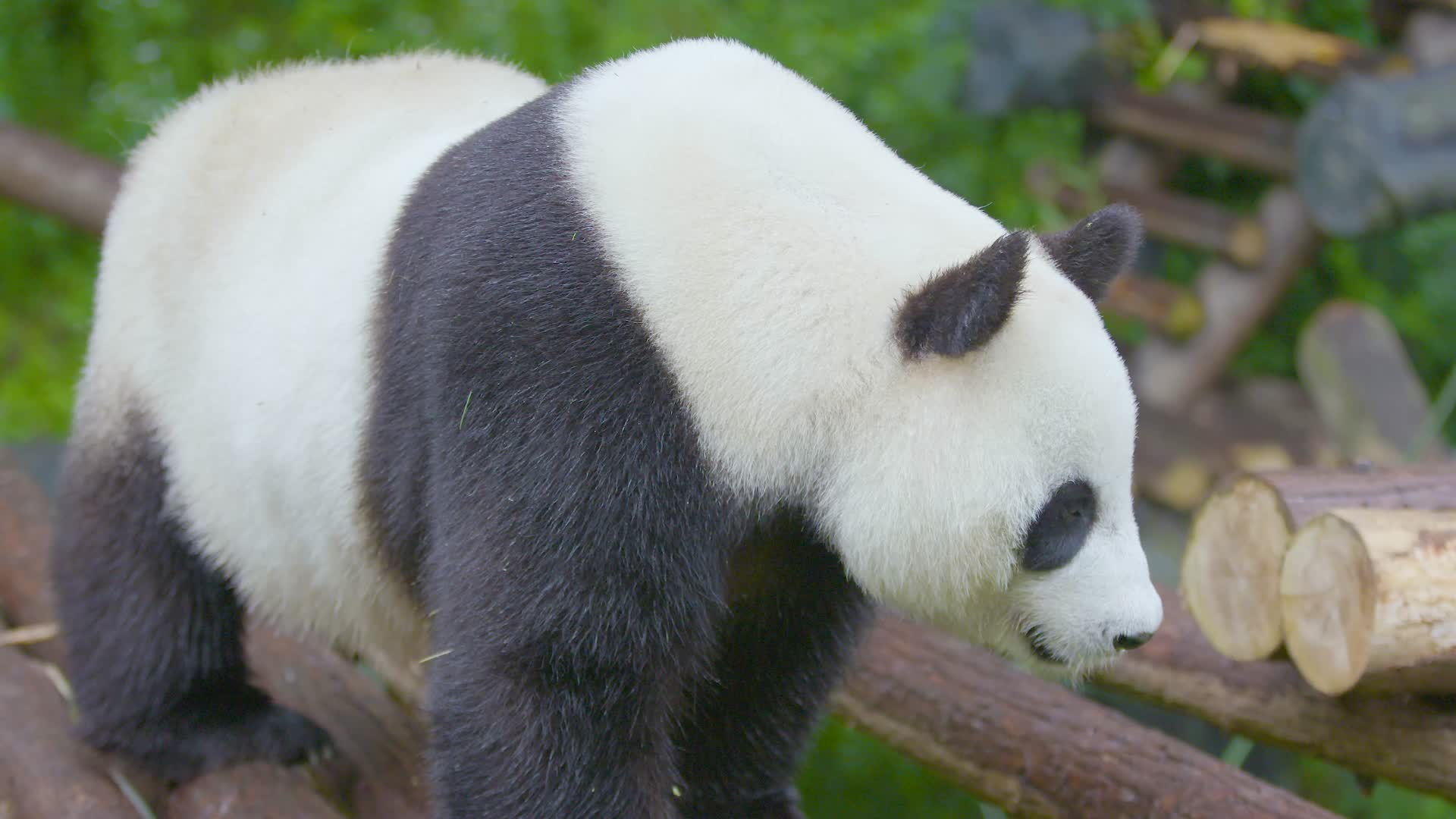 大熊猫在户外走累了趴下来休息睡觉4K实拍视频的预览图