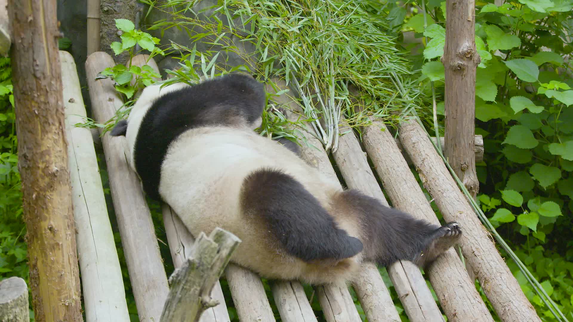 可爱大熊猫在户外美食盛宴躺着吃竹子4K实拍视频的预览图