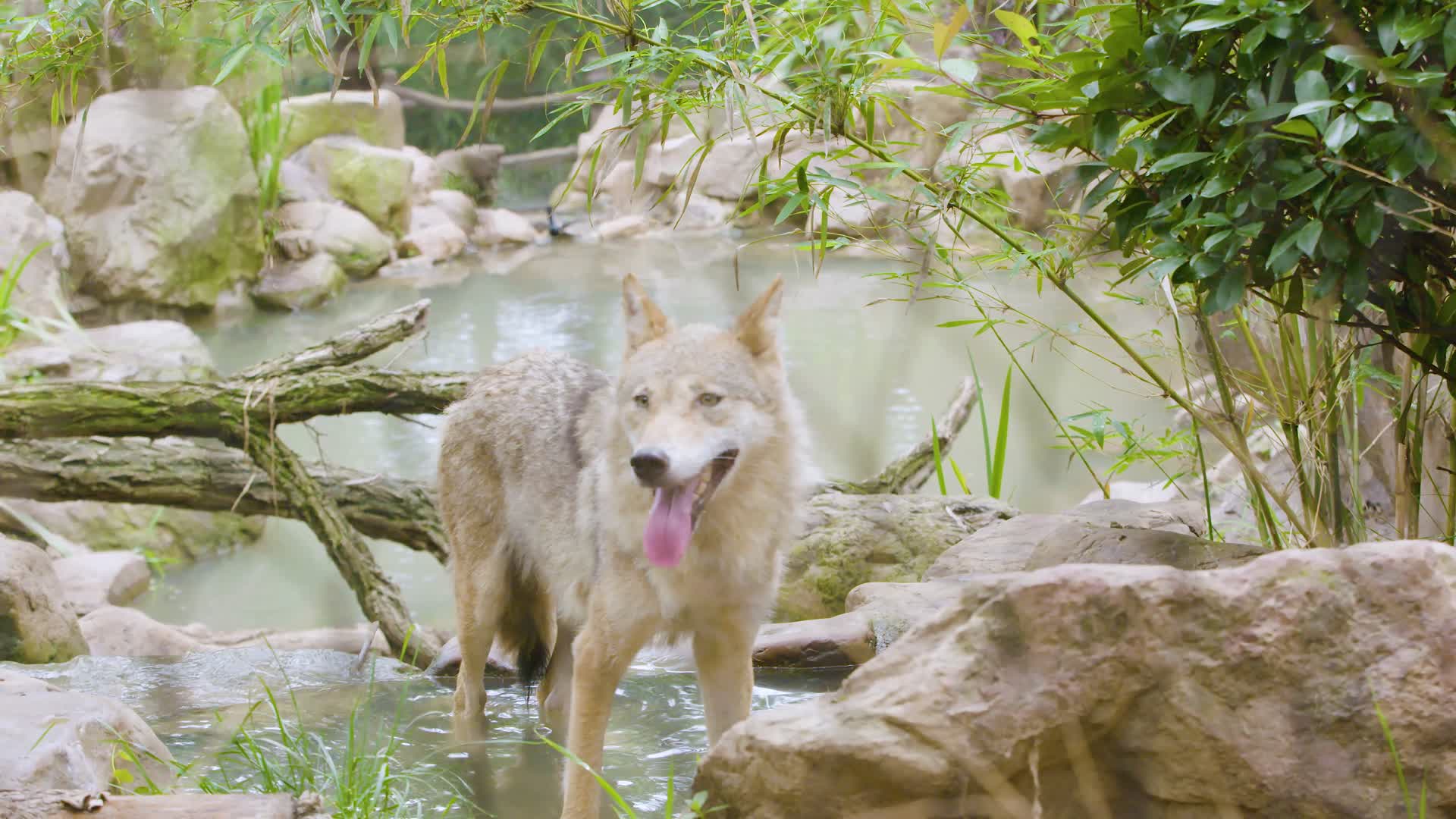 狼在水池边警惕喝水4k实拍视频的预览图