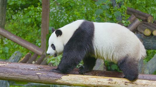 大熊猫户外树上悠闲的散步4K实拍视频的预览图