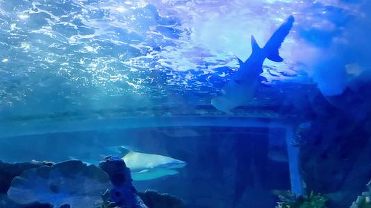 海底世界鲨鱼视频的预览图
