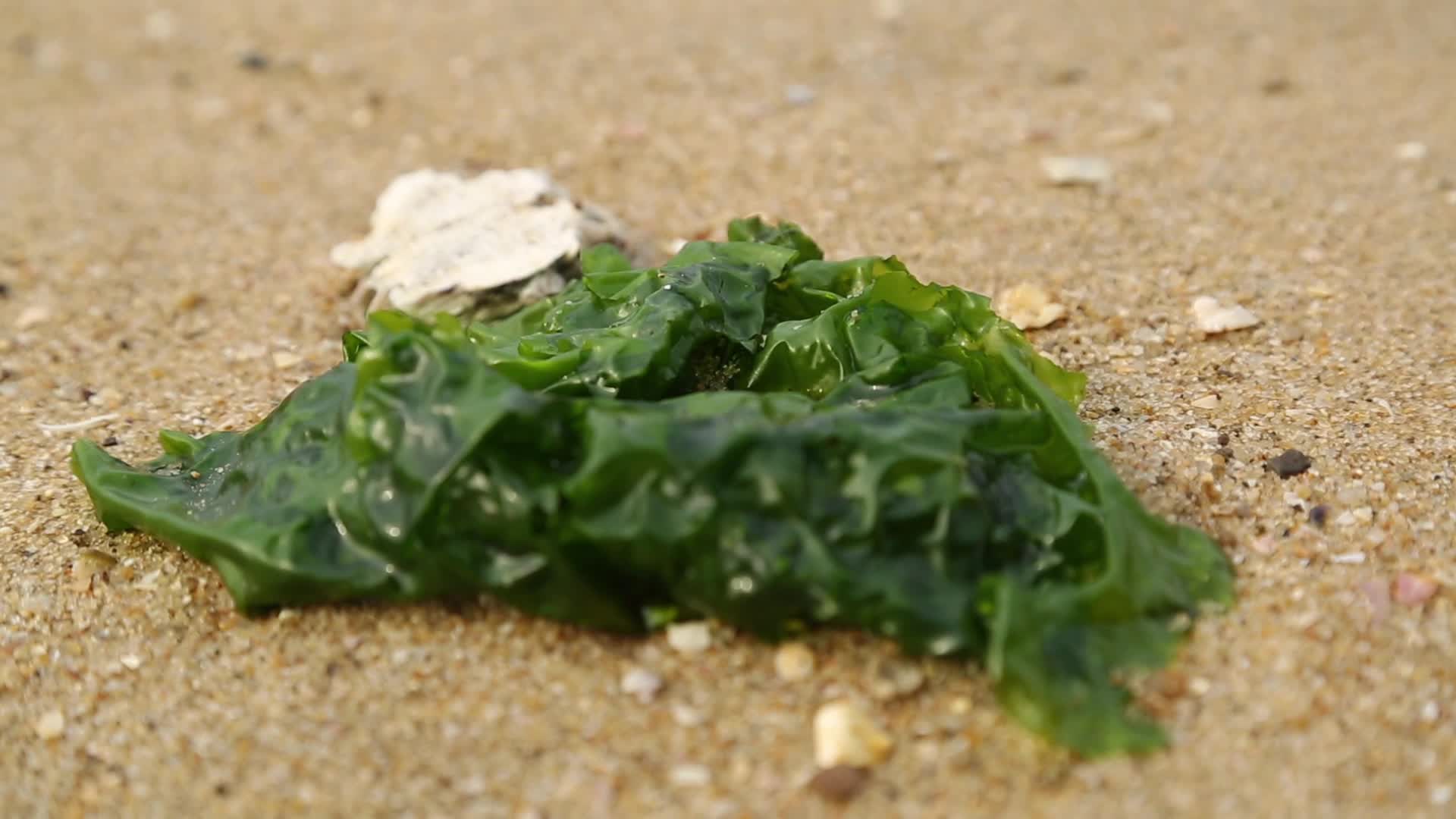 C福建晋江围头村沙滩海洋生物高清实拍视频视频的预览图