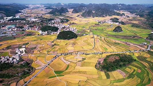 4k航拍农业乡村水稻稻田图案视频的预览图