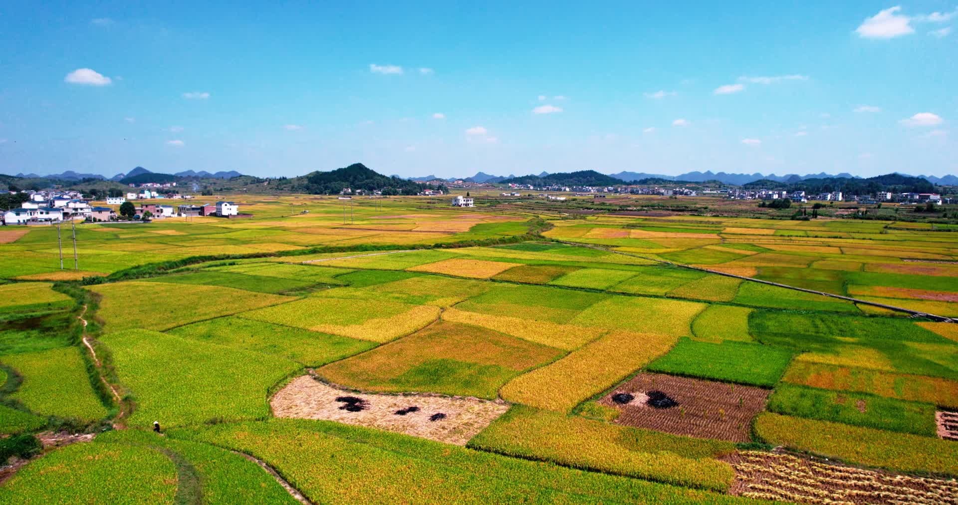 4k航拍乡村业农田水稻视频的预览图