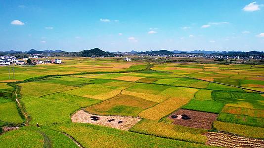 4k航拍乡村业农田水稻视频的预览图
