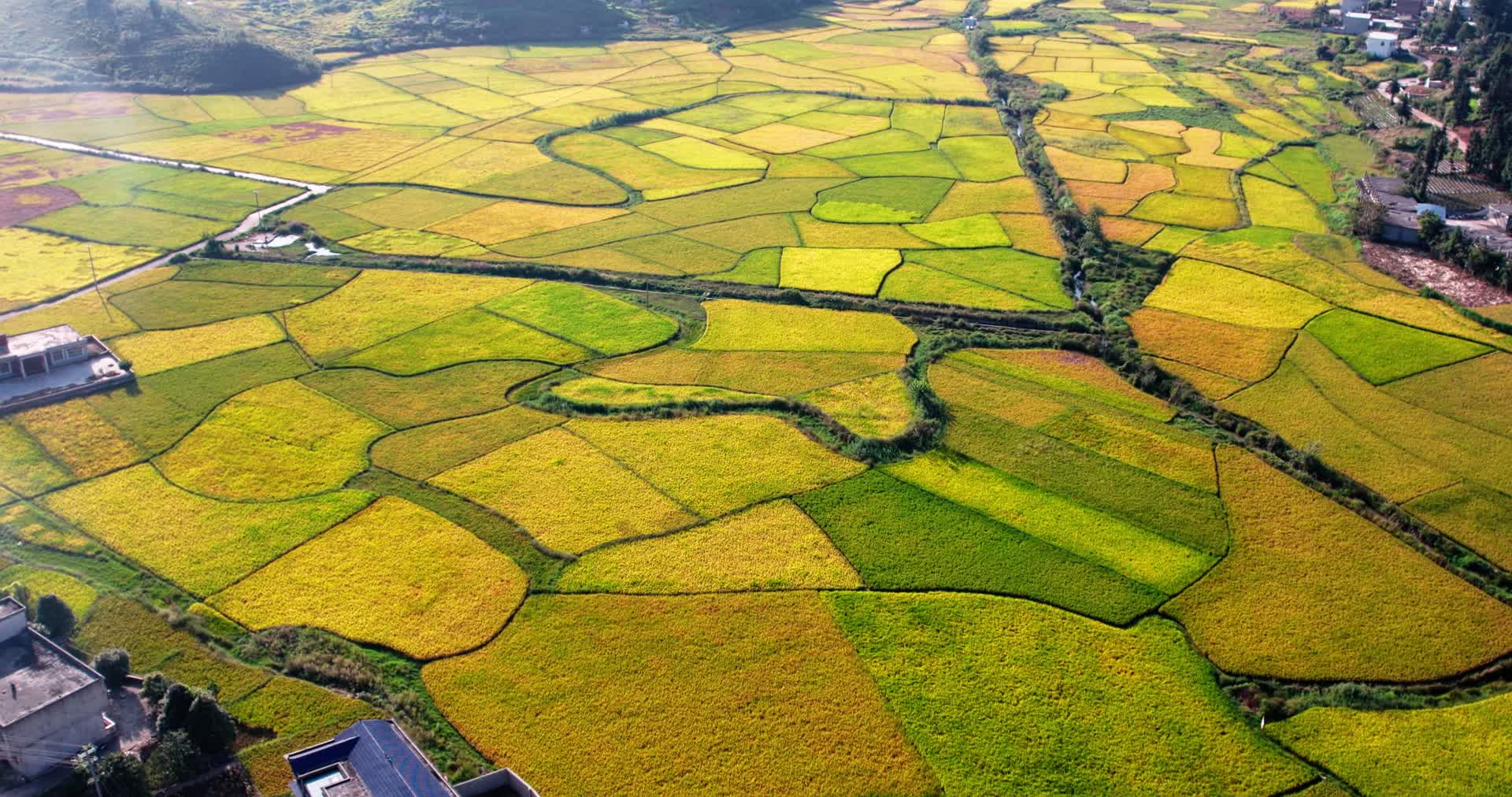 4k航拍乡村农业农田水稻稻田视频的预览图