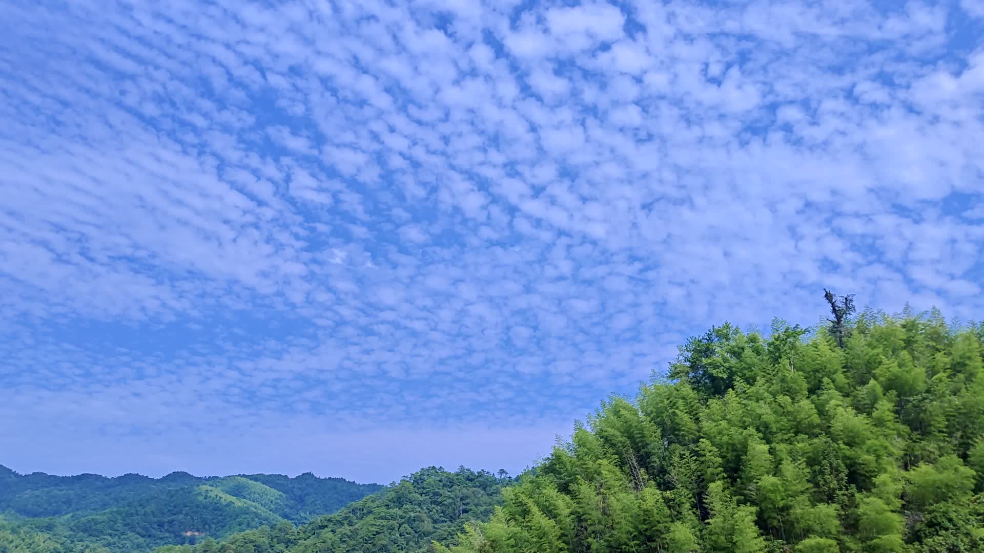 4K高清延时摄影云海竹林视频的预览图