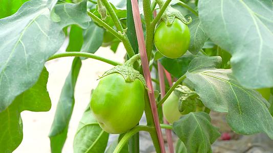 新鲜绿茄子种植视频的预览图