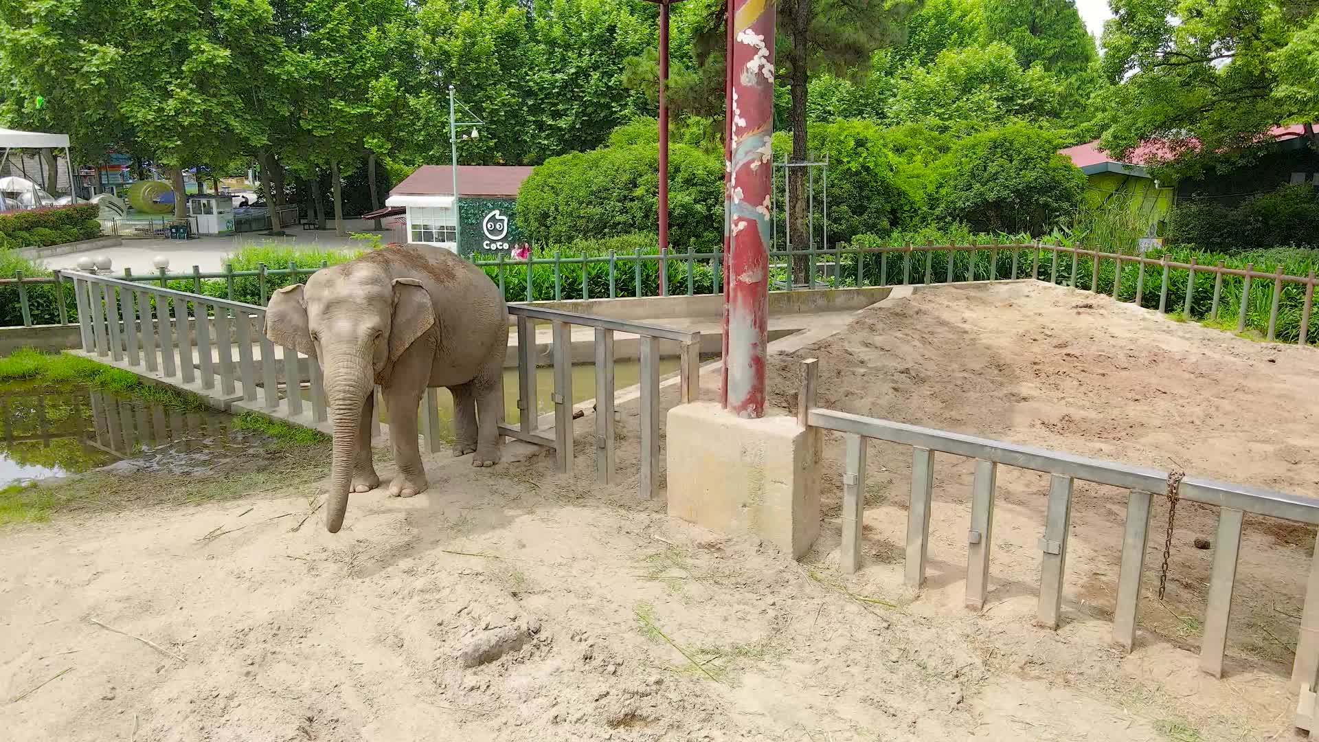 动物园大象用鼻子玩沙子4K航拍视频的预览图