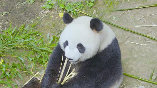 可爱大熊猫户外用嘴巴扒竹子皮吃竹子4K实拍视频的预览图
