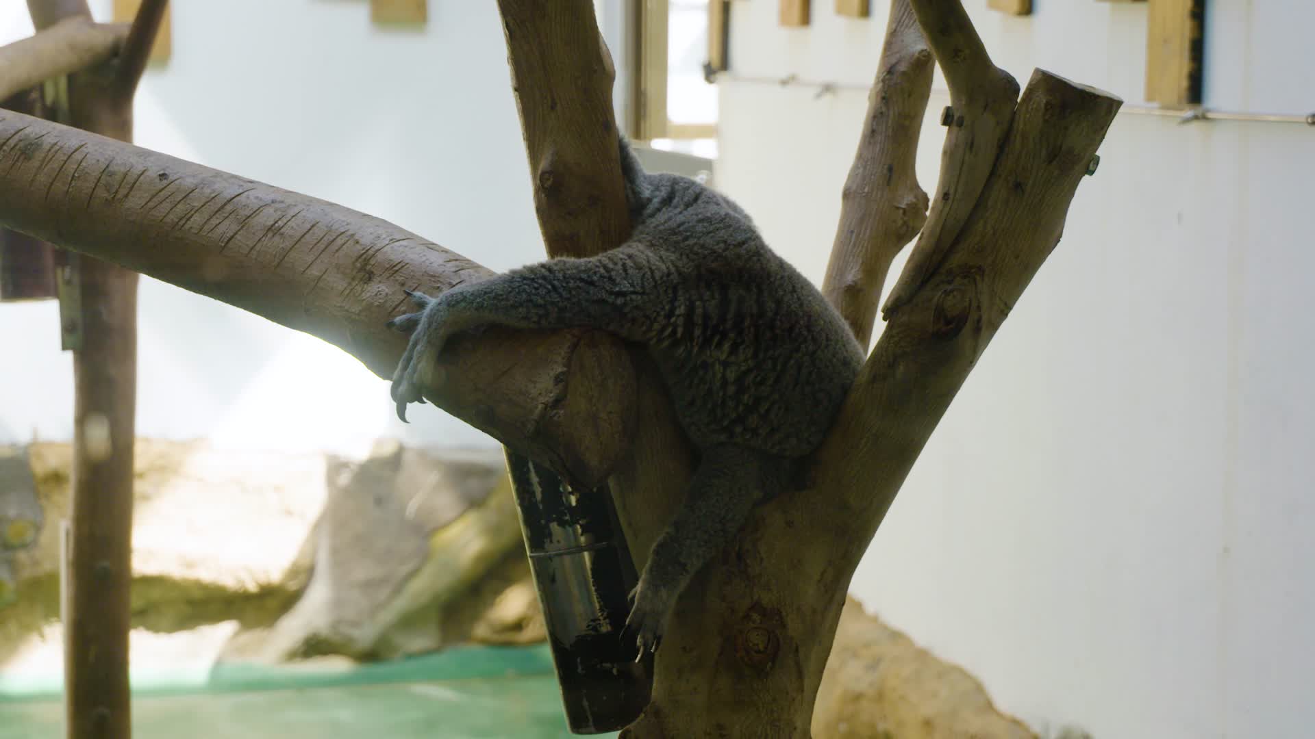 慵懒考拉树杈睡觉4k实拍视频的预览图