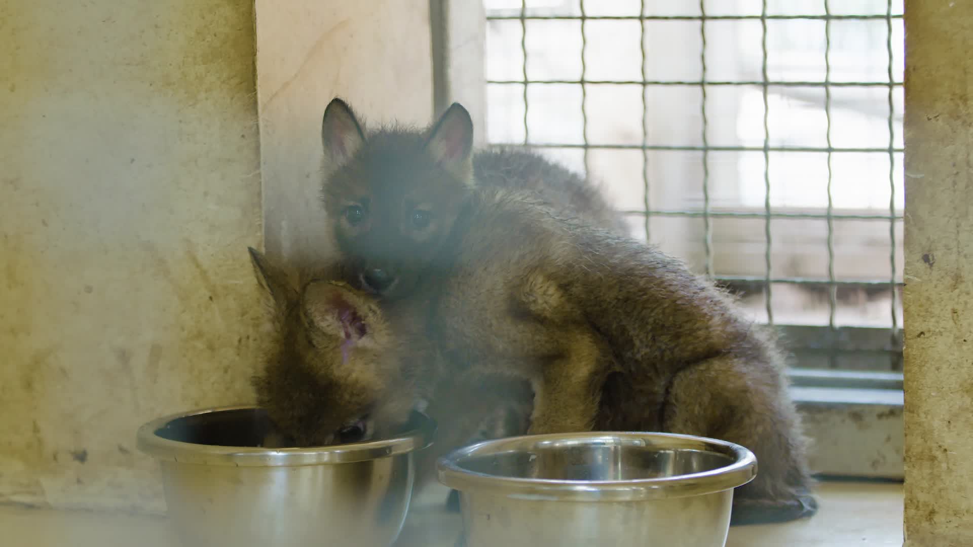 动物园两只小狼崽在狼舍进食4k实拍视频的预览图