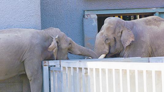 两只大象用鼻子相互抚摸秀恩爱4K实拍视频的预览图