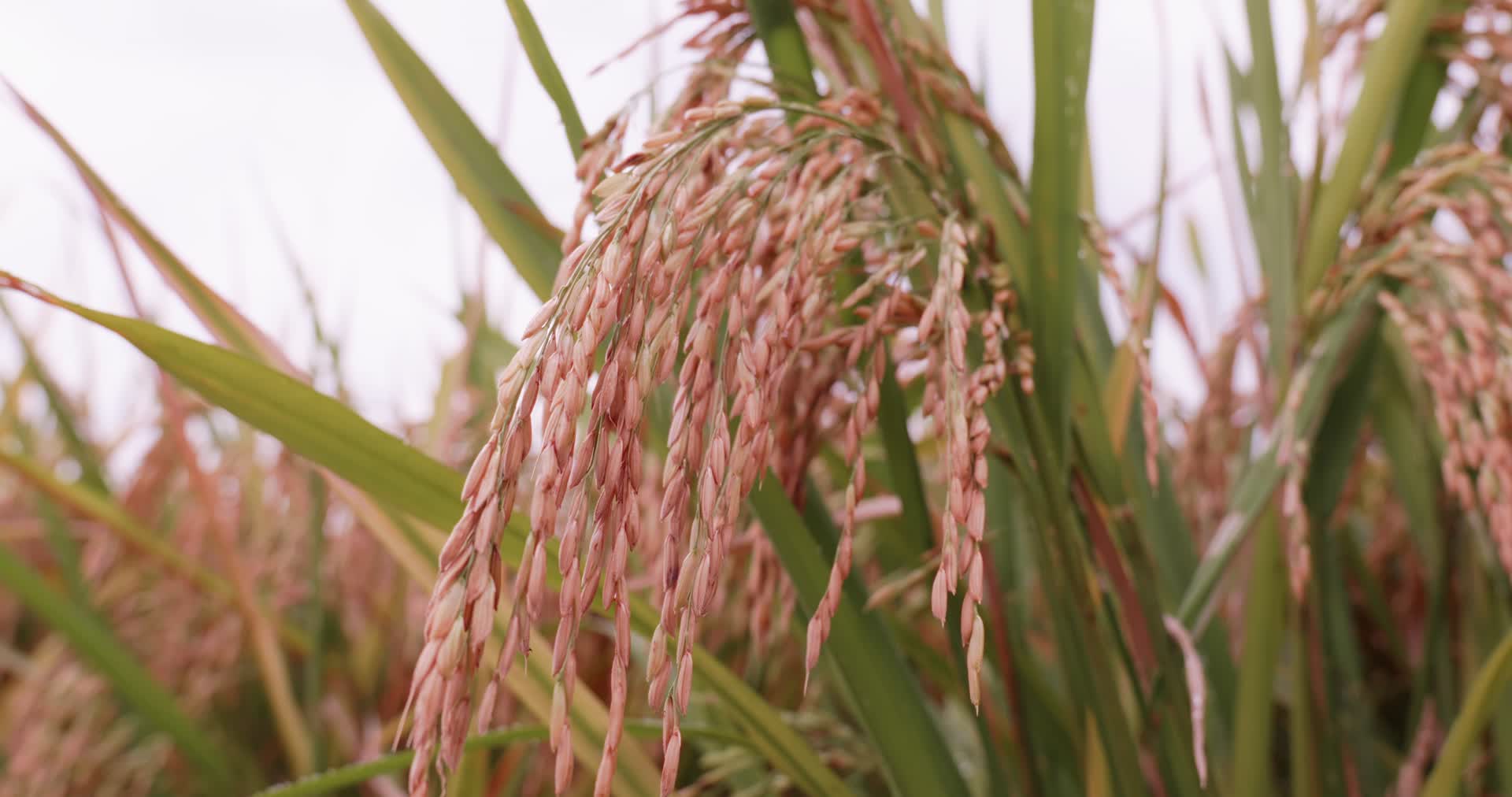 4k实拍金黄色的水稻大丰收稻穗视频的预览图