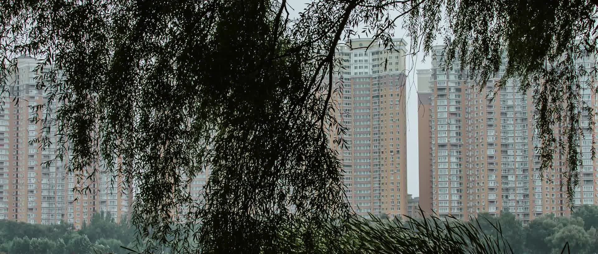 芦苇蒲草柳树秋季湿地河岸高楼视频的预览图