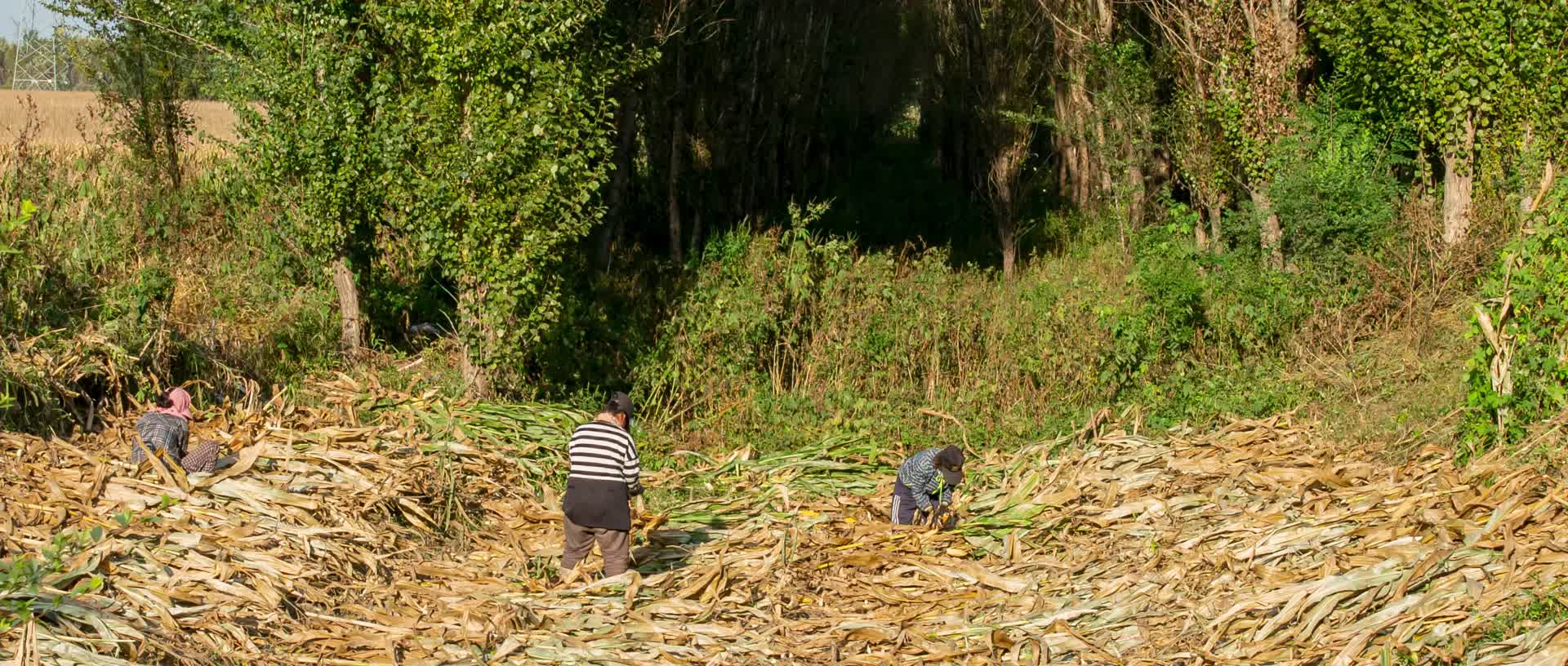玉米地掰苞米农妇秋收劳作劳动视频的预览图