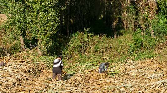 玉米地掰苞米农妇秋收劳作劳动视频的预览图